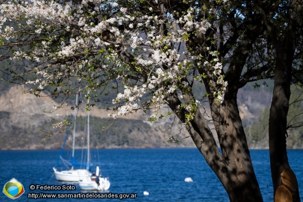 Foto Primavera en el Lago Lacar (Federico Soto)