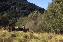 Foto Excursión a caballo (San Martín de los Andes)